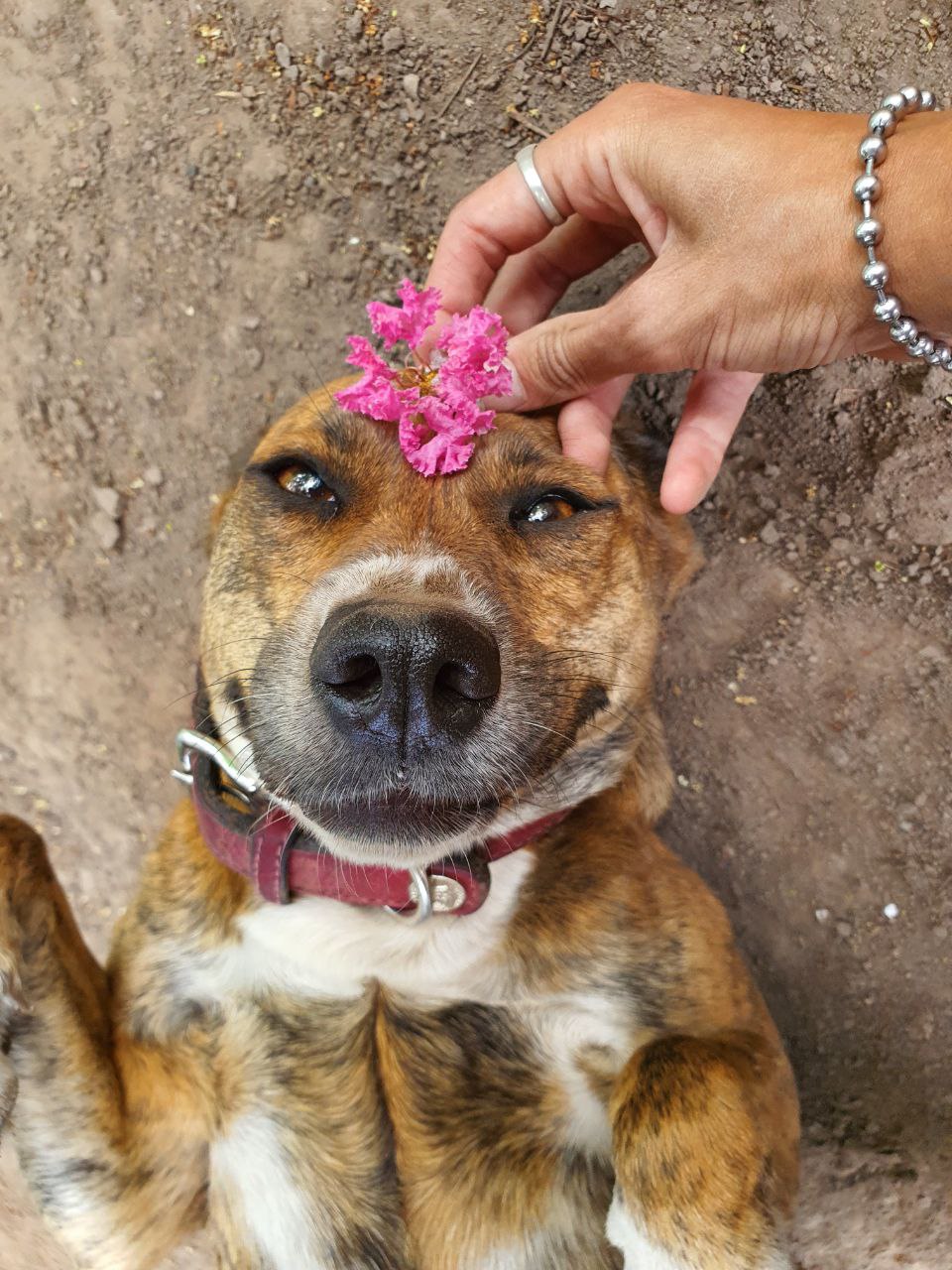 Educación canina