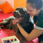 petville_rehabilitacion7